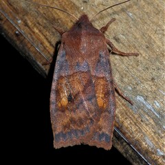 Eupsilia tristigmata