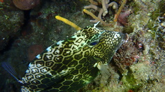 Acanthostracion polygonium