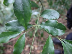 Euonymus laxiflorus