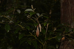 Cryptocarya dorrigoensis