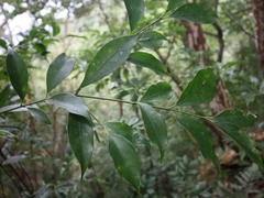 Euonymus laxiflorus