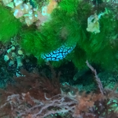 Phyllidiella