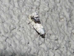 Ponometia erastrioides