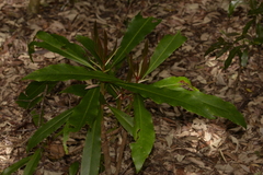 Anopterus macleayanus