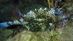 Acanthostracion polygonium