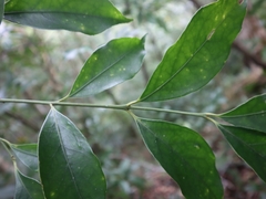 Euonymus laxiflorus