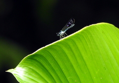 Heliocypha perforata