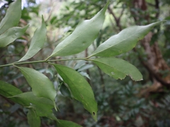 Euonymus laxiflorus