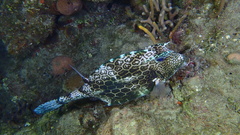 Acanthostracion polygonium