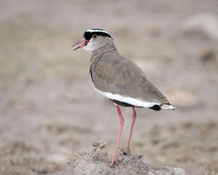 Vanellus coronatus