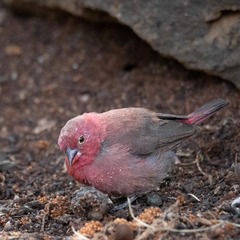 Lagonosticta senegala