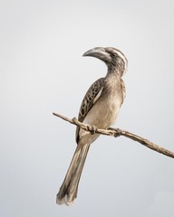Lophoceros nasutus