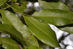 Litsea reticulata