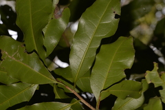 Litsea reticulata