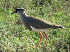 Vanellus coronatus