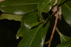 Litsea reticulata