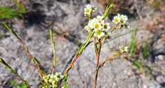 Diosma hirsuta
