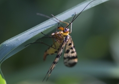 Panorpa meridionalis