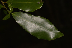 Litsea reticulata