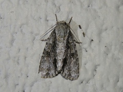 Acronicta connecta