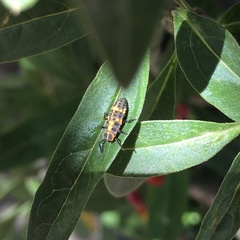 Cycloneda sanguinea