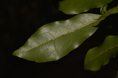 Litsea reticulata