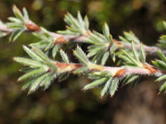 Cliffortia stricta