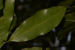 Litsea reticulata