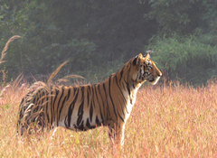 Panthera tigris tigris