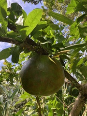 Crescentia cujete