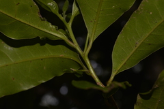 Litsea reticulata