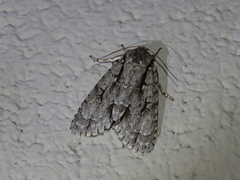 Acronicta lobeliae