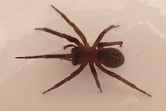 Phyxelididae