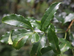 Helicia cochinchinensis