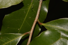 Litsea reticulata