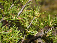 Cliffortia tuberculata