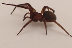 Phyxelididae