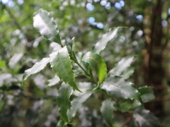 Helicia cochinchinensis