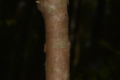 Litsea reticulata