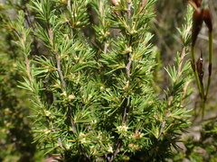 Cliffortia tuberculata