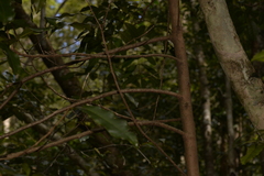 Litsea reticulata