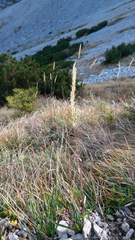 Calamagrostis varia