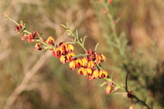 Daviesia physodes