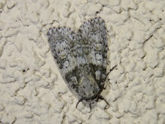Acronicta tristis