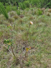 Protea caffra caffra