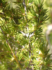 Cliffortia tuberculata