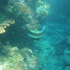 Heniochus chrysostomus