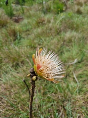 Protea caffra caffra