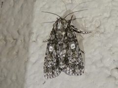 Acronicta afflicta