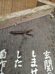 Statilia maculata maculata